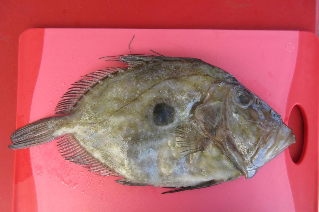 Der Petrusfisch mit seinem grossen Kopf.