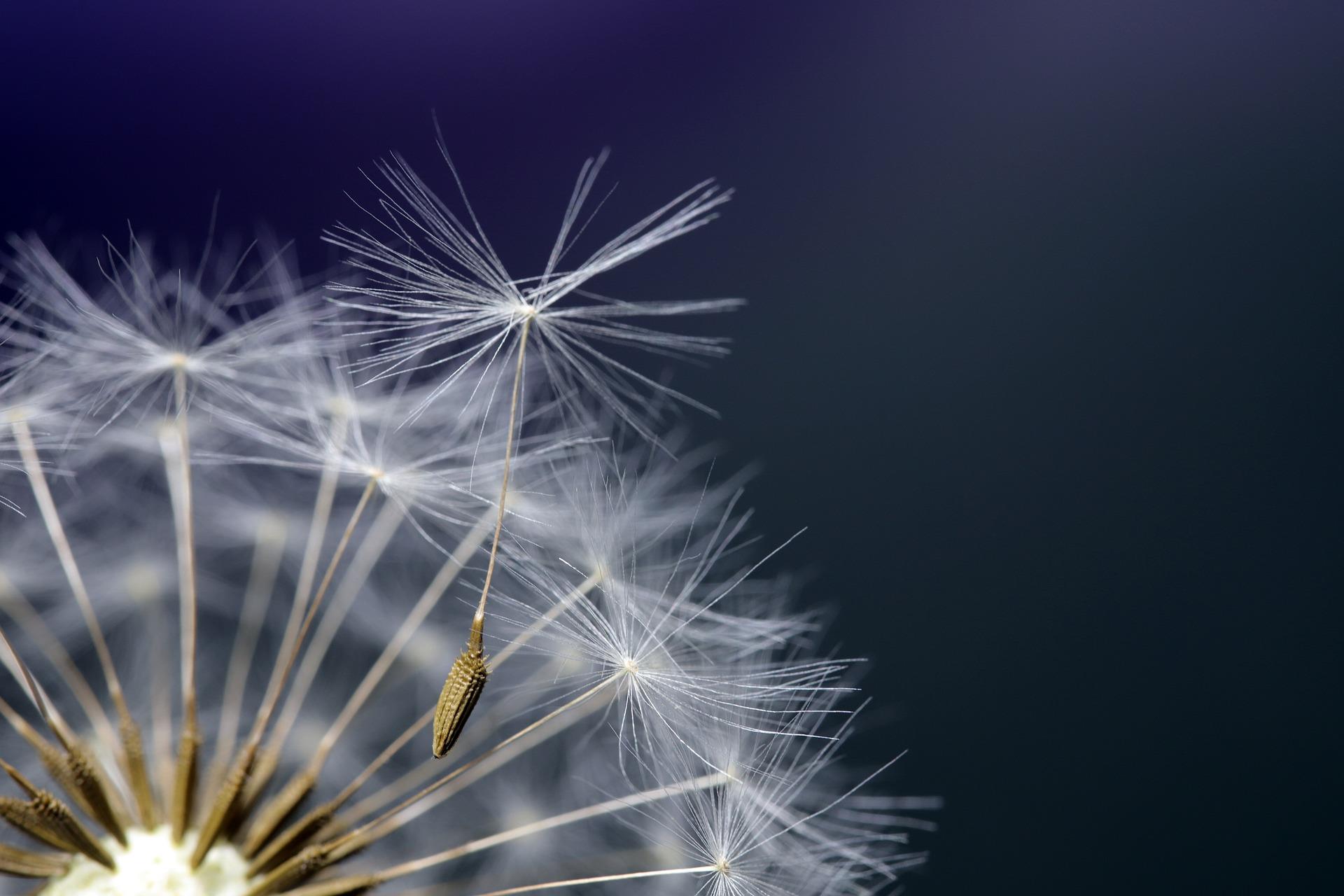 dandelion-4222684_1920.jpg (1)