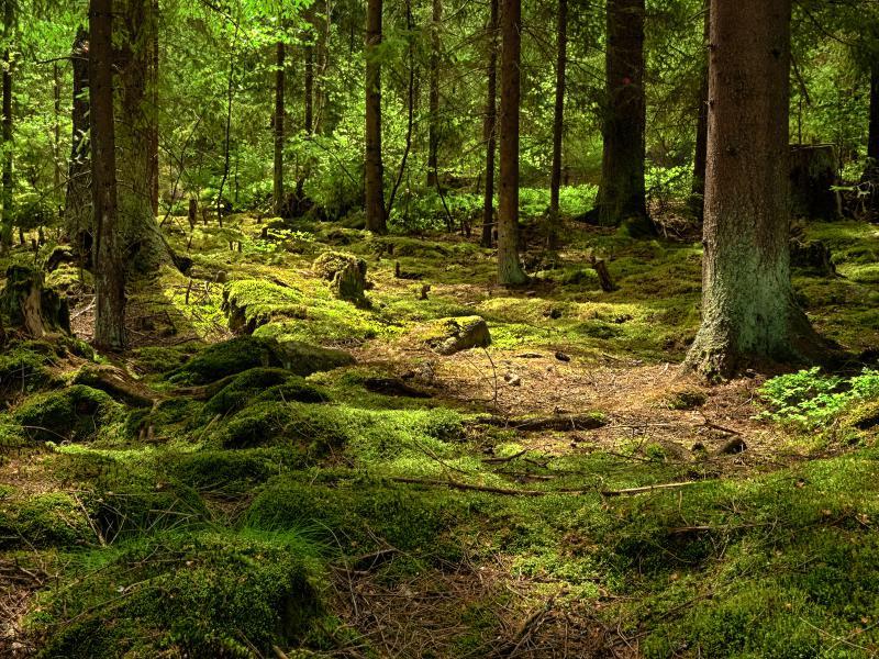 landschaft_natur_wald_waldboden_moos_fichten_141400270.jpg (1)