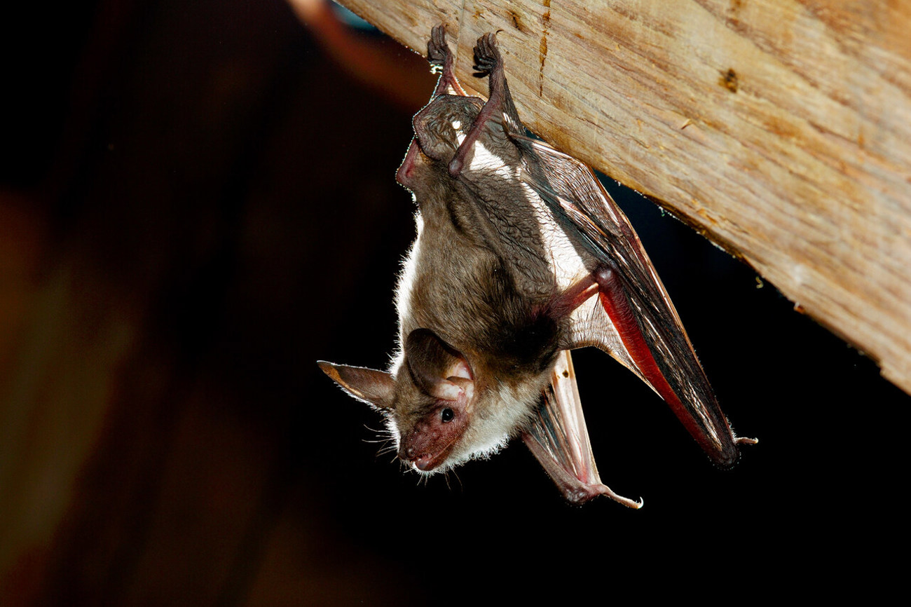 Das Grosse Mausohr ist mit einer Flügelspannweite von 40 cm eine der grössten Fledermausarten. Foto: René Güttinger