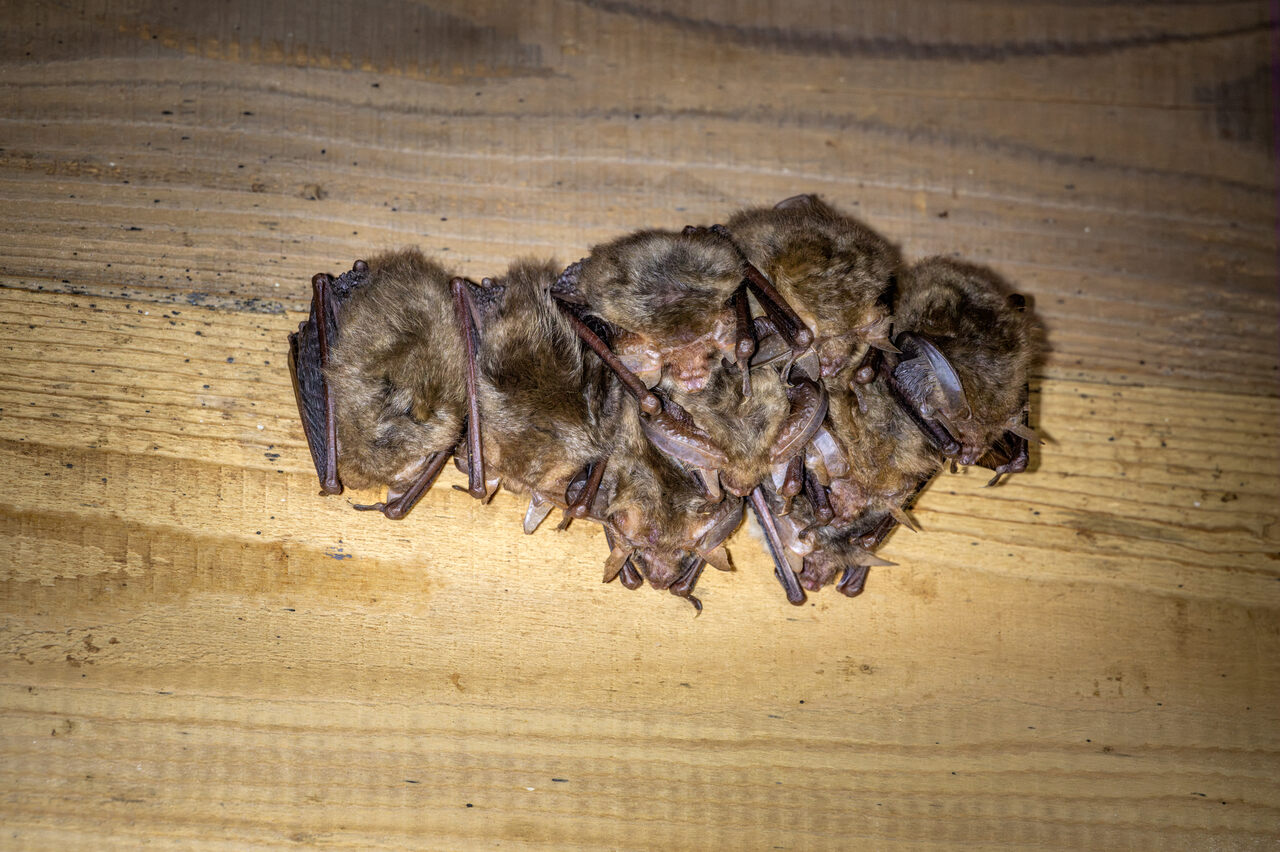 Die Fledermäuse können sich mit ihrem Fuss schon in der ersten Nacht nach der Geburt alleine festhalten. Foto: René Güttinger